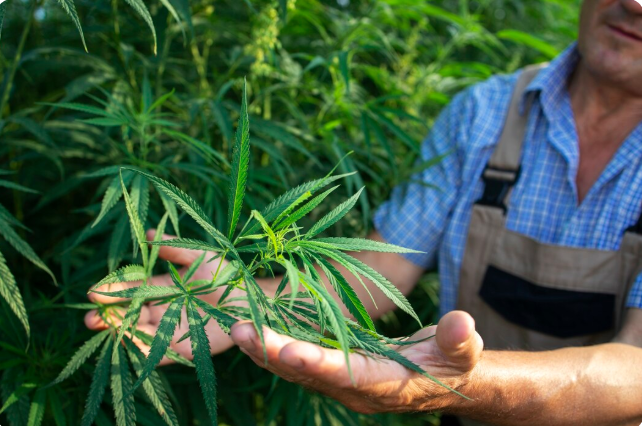 CBD legality
